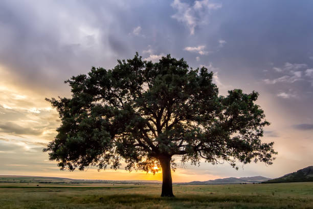 istock Beautiful sunset with a lonely tree in a field, the setting sun shining through branches and clouds 923352502