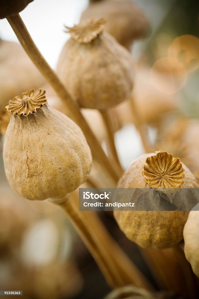 Estaciones de la recepción - Foto de stock de Amapola - Planta libre de derechos