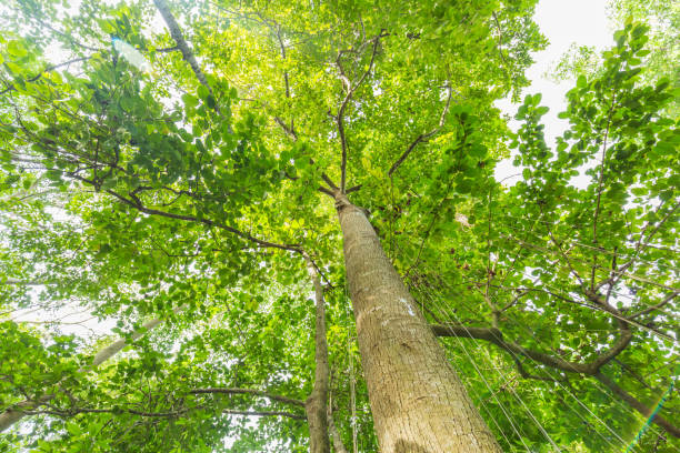 istock forest trees. nature green wood, sunlight backgrounds 923352834