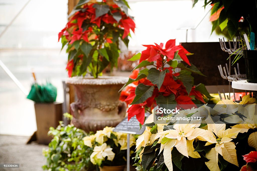 poinsettias - Photo de Décoration de Noël libre de droits