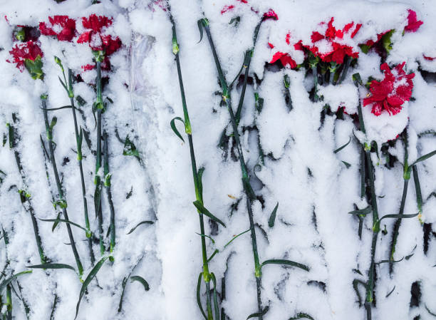 istock Carnations under the snow on the monument. 923356364