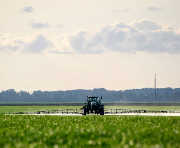 Tractor with a spray device for finely dispersed fertilizer. Tra Tractor with high wheels is making fertilizer on young wheat. The use of finely dispersed spray chemicals. Tractor with a spray device for finely dispersed fertilizer. Tractor on sunset background. finely stock pictures, royalty-free photos & images