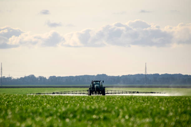 istock Tractor with a spray device for finely dispersed fertilizer. Tractor on the sunset background. Tractor with high wheels is making fertilizer on young wheat. The use of finely dispersed spray chemicals 923356734