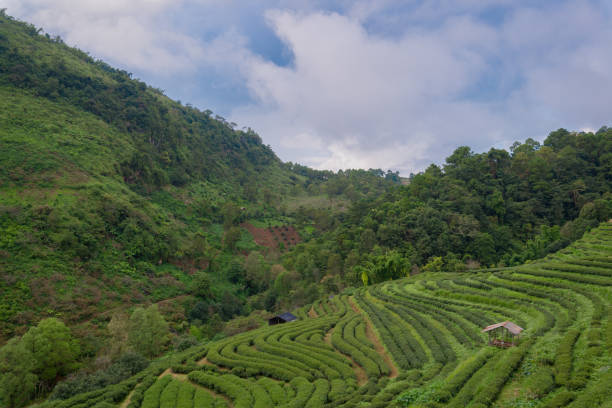 istock Beautiful blue sky over the green tea plantation. 923359532