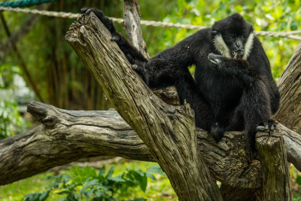 istock dark handed gibbon 923360464