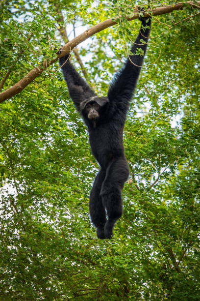 istock dark handed gibbon 923360640