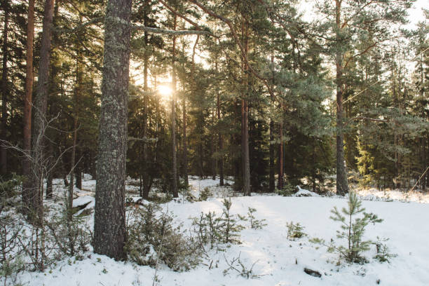 istock Snowy winter landscape cold rural nature scenics 923360896