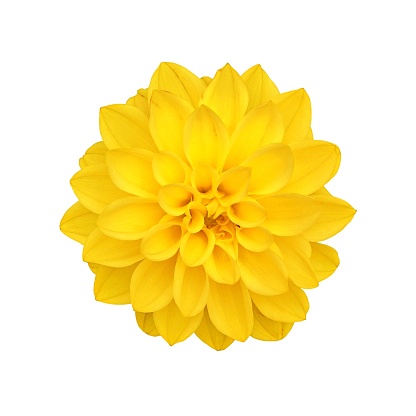 a bright yellow Dahlia flower isolated on a white background