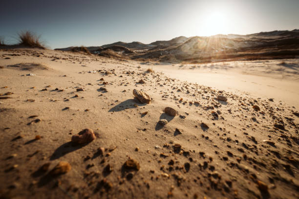 дюна пейзаж амрум, германия - stony desert стоковые фото и изображения