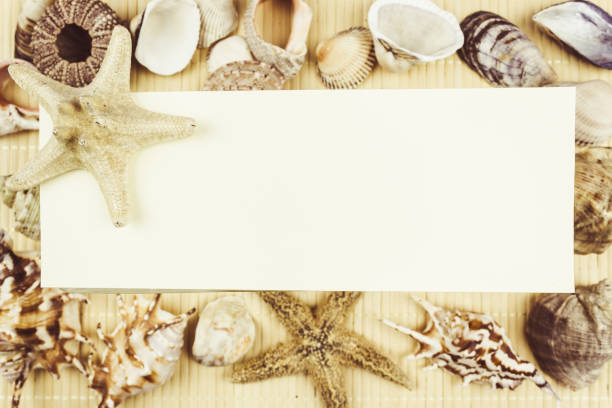 istock A variety of shells and starfish on a light background with space for text. 923369900