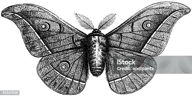 Pernyi 나방 0명에 대한 스톡 사진 및 기타 이미지 - 0명, 고풍스런, 곤충