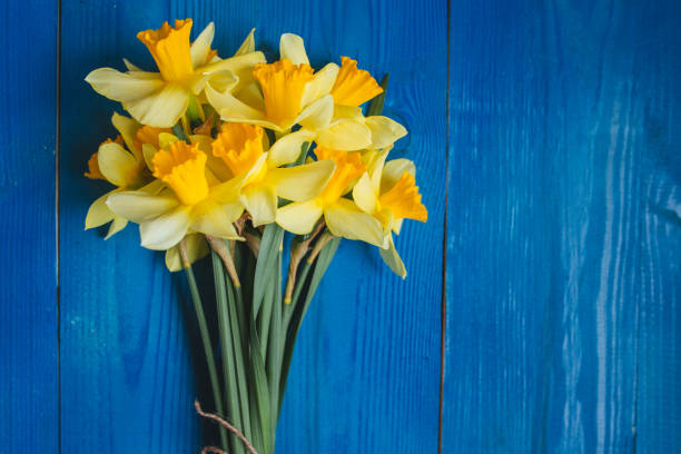 bouquet de jonquilles jaunes sur fond en bois bleu, carte de pâques - daffodil spring flower blue photos et images de collection