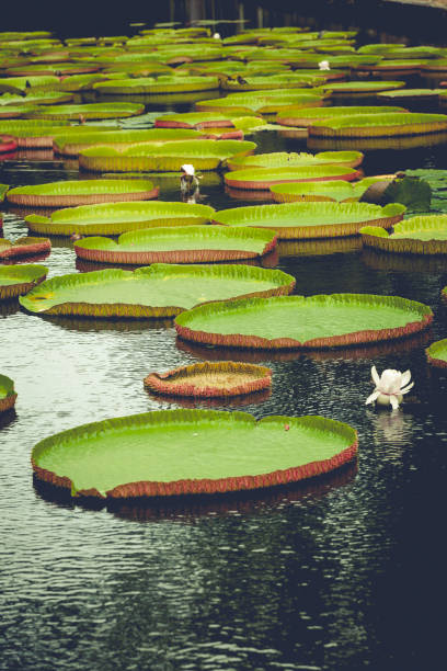 istock giant amazon water lily on mauritius island, africa 923372654