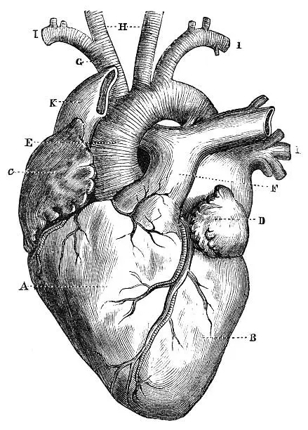 Photo of Heart