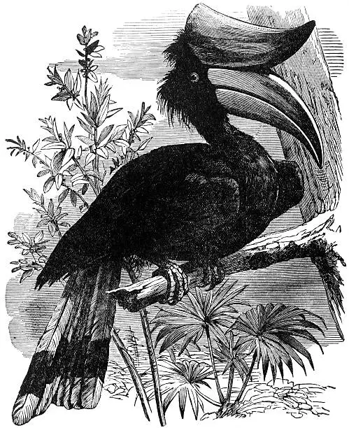 Photo of Rhinocerus Hornbill