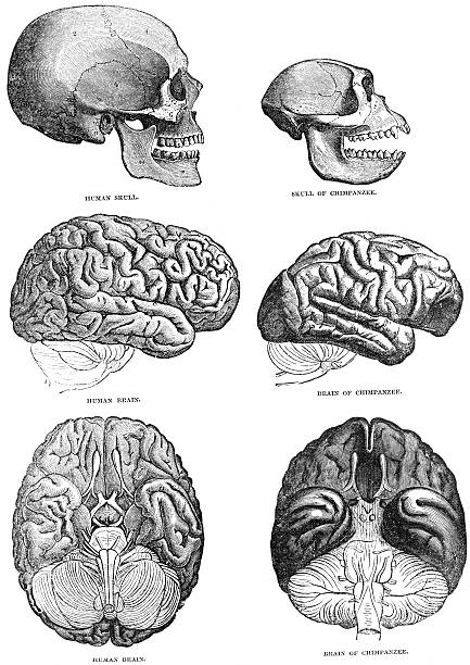 humaine et cerveau chimpazee comparaison - cerveau danimal photos et images de collection