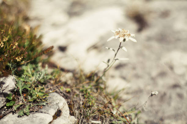 kwitnące kwiaty edelweiss na polu alp - lake mountain north tirol austria zdjęcia i obrazy z banku zdjęć