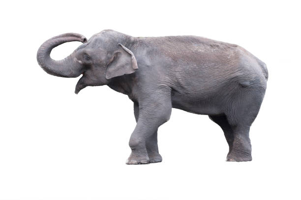 istock The indian elephant isolated on white background 923379446