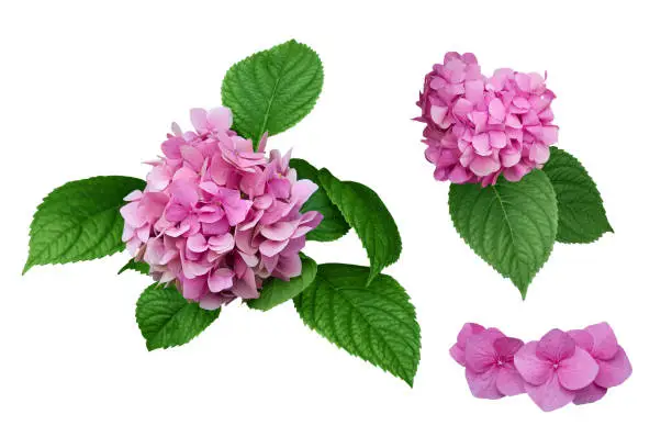 Pink hydrangea flowers with green leaves. Isolated, white background.