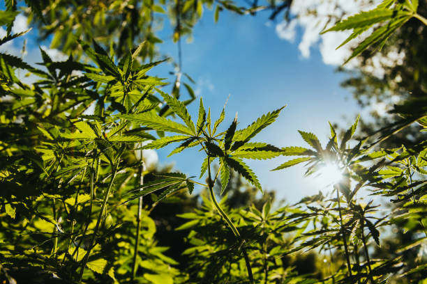 istock Wild agricultural hemp grows in the countryside 923386348