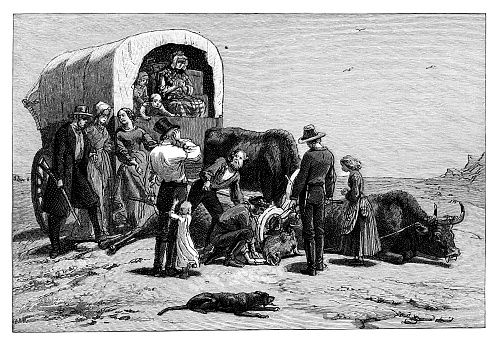 Pioneers tending to injured bull - Scanned 1891 Engraving