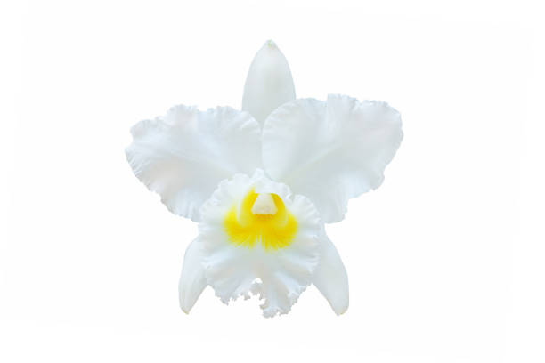 istock Single cattleya orchid isolated on white 923392600