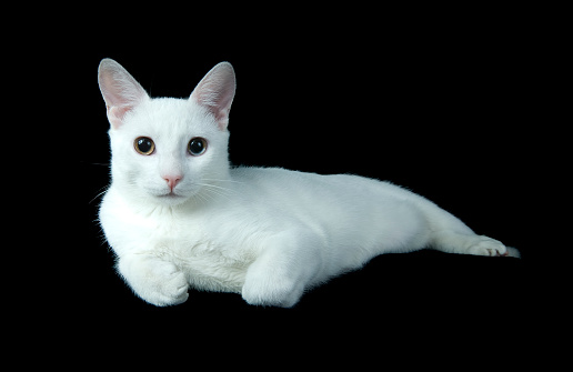 White cat ,isolated on black,studio shot..