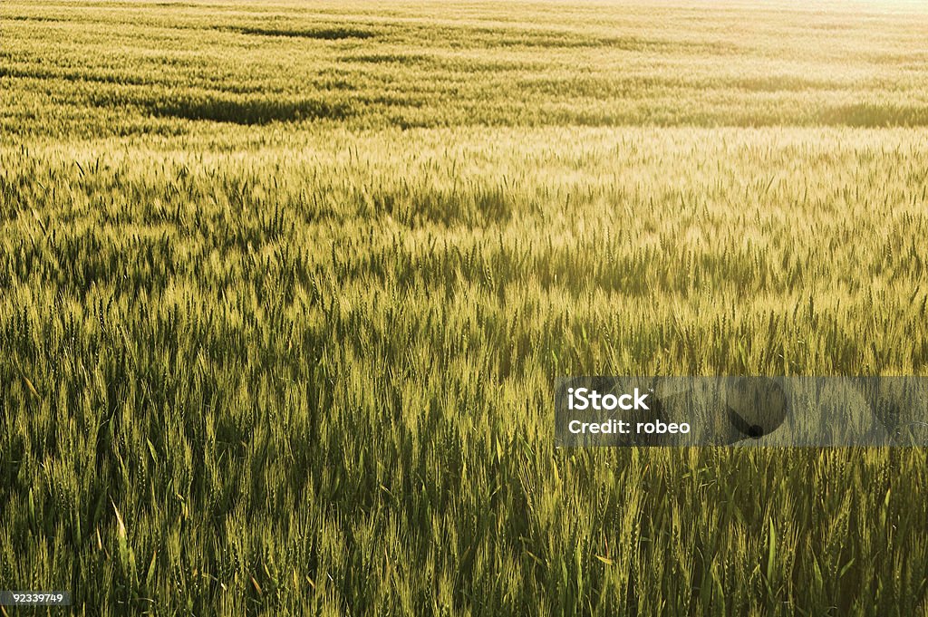 Winter Wheat A large farm field of winter wheat. Agricultural Field Stock Photo