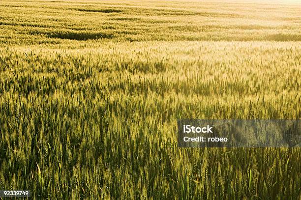 Winter Wheat Stock Photo - Download Image Now - Agricultural Field, Agriculture, Cereal Plant