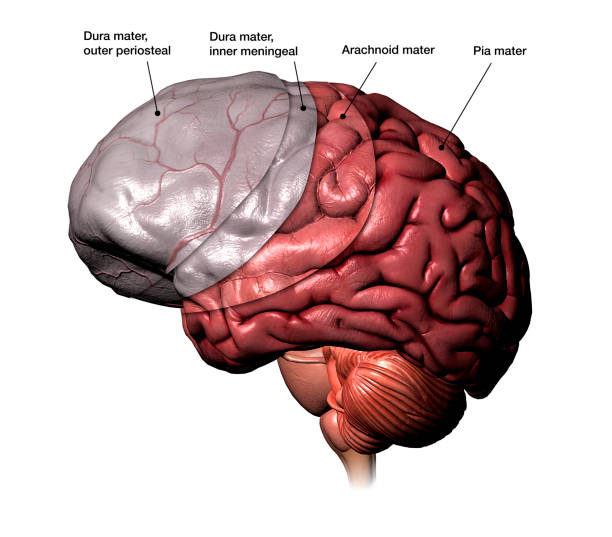 Meninges Membranes of the Human Brain Labeled 3D Computer Generated Image with labeled side view of meninges membranes of human brain on white background. dura mater photos stock pictures, royalty-free photos & images