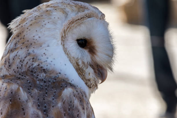istock Close-up view of a falconry owl's face 923401630