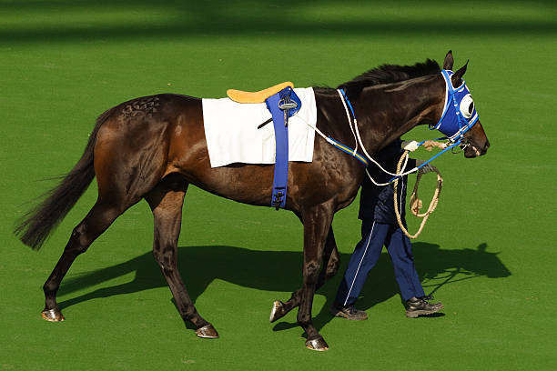 馬 - horse horse racing animal head horseracing track ストックフォトと画像