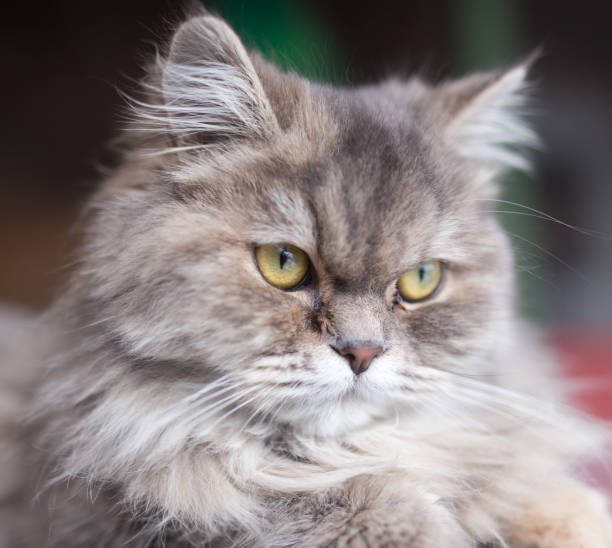 istock portrait of fluffy cat 923406492