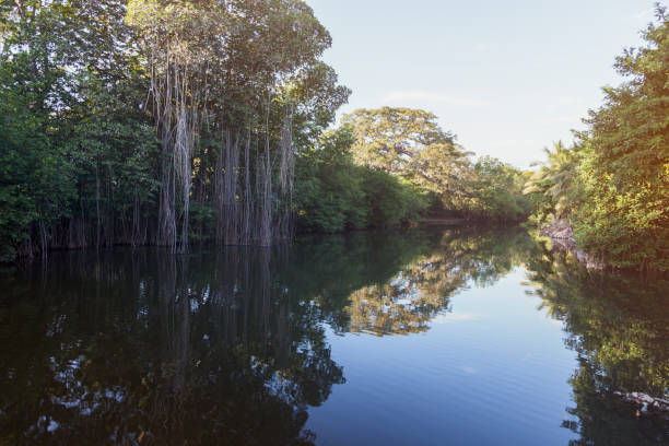 Landscape view of trees on an island in Lake Suchitlán, El Salvador.  The tree is also a nesting area for the cormorant bids that live in the area that feed on the fish that thrive in the lake.Taken  in  Lake Suchitlán, El Salvador, Central America.