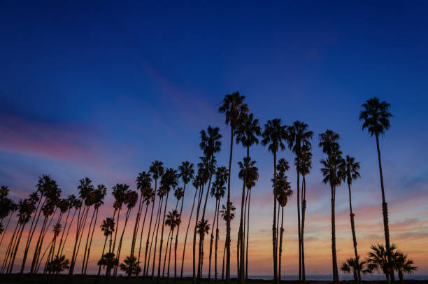 istock Tropical Beach sunset with Palm trees in Santa Barbara, California 923409482