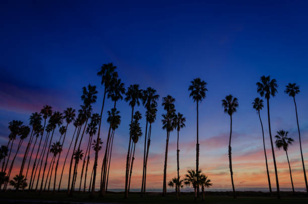 istock Tropical Beach sunset with Palm trees in Santa Barbara, California 923409504