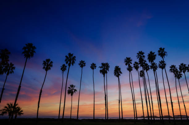 istock Tropical Beach sunset with Palm trees in Santa Barbara, California 923409520