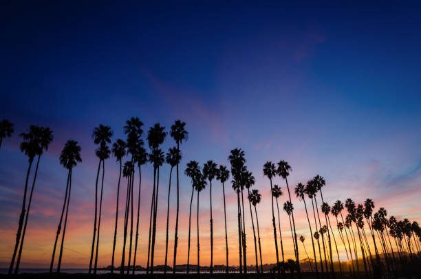 istock Tropical Beach sunset with Palm trees in Santa Barbara, California 923409546