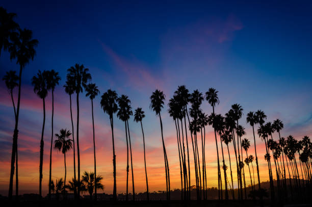 istock Tropical Beach sunset with Palm trees in Santa Barbara, California 923409580