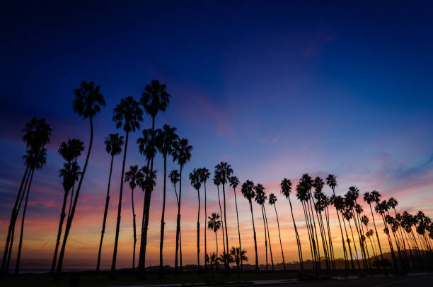 istock Tropical Beach sunset with Palm trees in Santa Barbara, California 923409604