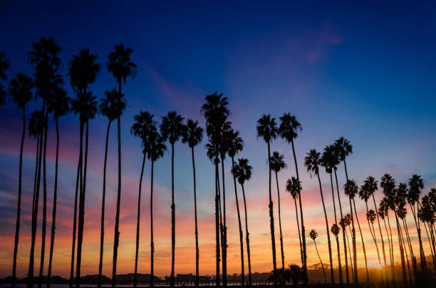 istock Tropical Beach sunset with Palm trees in Santa Barbara, California 923409672