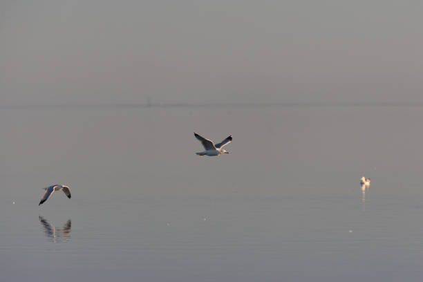istock Sunset Salton Sea 923410248