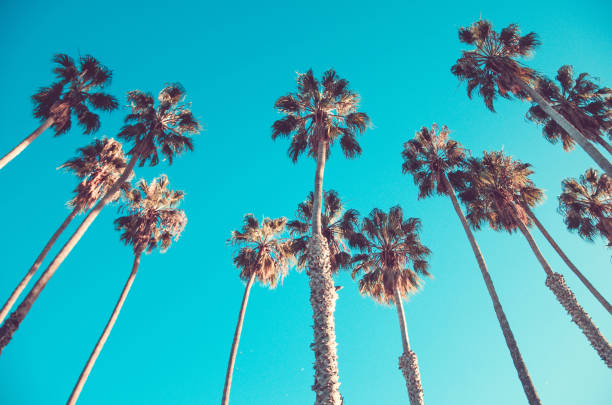 istock California high palms on the beach, blue sky background 923412660