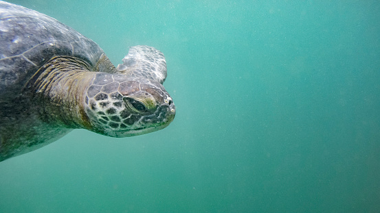 Green Sea Turtle Under The Water In Peru