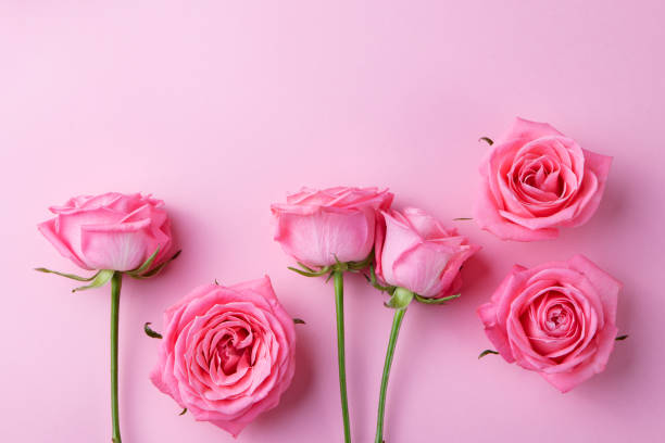 istock Rose flowers on pink background. Top view. 923413452