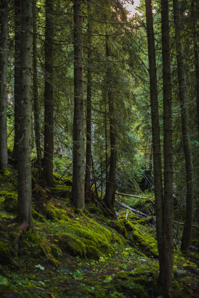 istock A beautiful view of a typical green forest somewhere in Dolomites, Italy 923413706