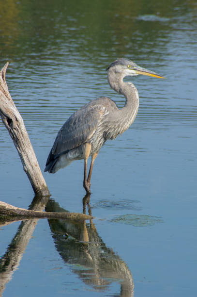 istock Heron fishing 923414200