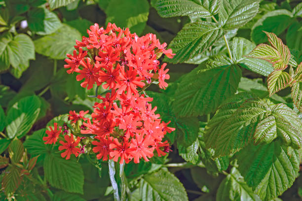 fleur de rouge lychnis chalcedonica - nonsuch island photos et images de collection