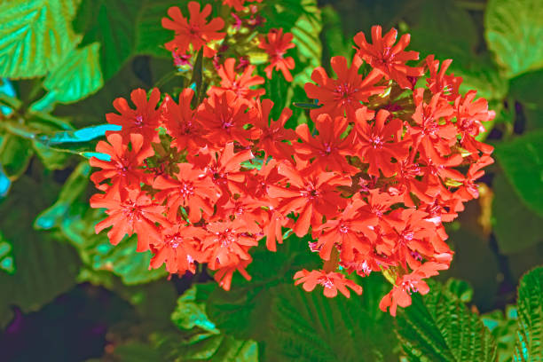 fleur de rouge lychnis chalcedonica - nonsuch island photos et images de collection