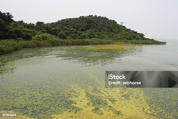 심각한 저수시설 오염시킨다 갈대속-벼과에 대한 스톡 사진 및 기타 이미지 - 갈대속-벼과, 강, 관-튜브